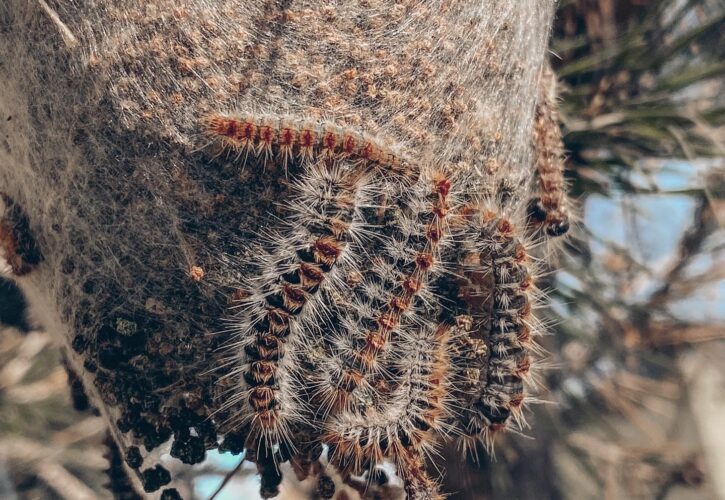 Procesionaria del pino