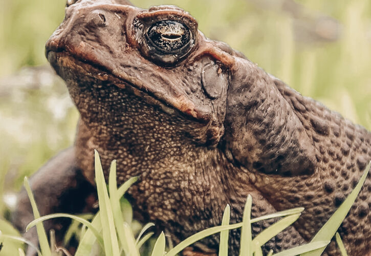 Intoxicación por veneno de sapo